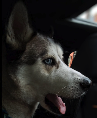 Traveling Pets Narvarte Poniente - foto 3